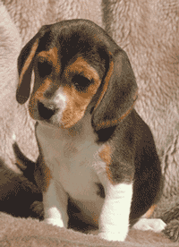 beagle puppy, puppy, crate training